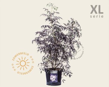 Sambucus nigra 'Black Lace' - XL
