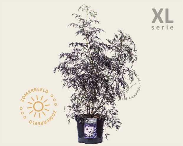 Sambucus nigra 'Black Lace' - XL