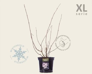 Sambucus nigra 'Black Lace' - XL