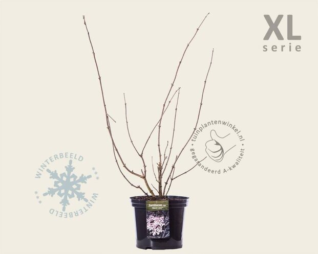 Sambucus nigra 'Black Lace' - XL