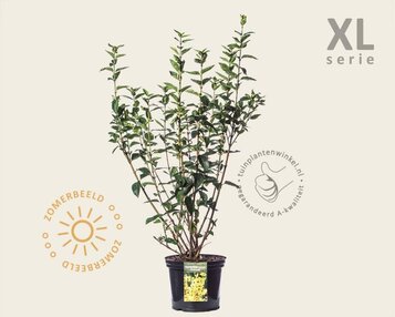 Forsythia intermedia 'Goldrausch' - XL image