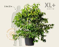 Viburnum plicatum 'Kilimandjaro' - XL+