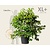Viburnum plicatum 'Kilimandjaro' - XL+