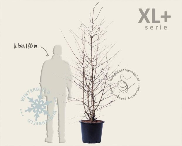 Viburnum plicatum 'Kilimandjaro' - XL+