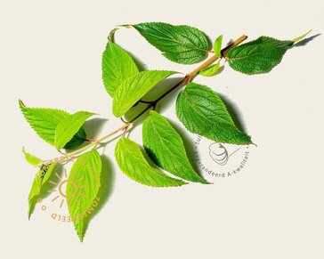 Viburnum plicatum 'Kilimandjaro' - XL+