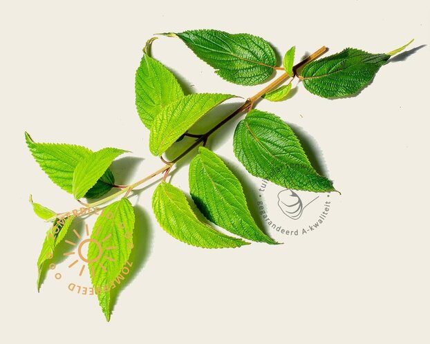 Viburnum plicatum 'Kilimandjaro' - XL+