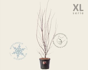 Acer palmatum 'Atropurpureum'  - XL