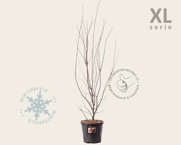 Acer palmatum 'Atropurpureum'  - XL