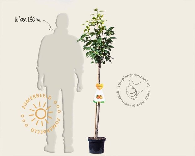 Diospyros kaki 'Rojo Brilliante' - halfstam