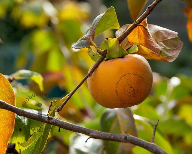 Diospyros kaki 'Rojo Brilliante' - halfstam