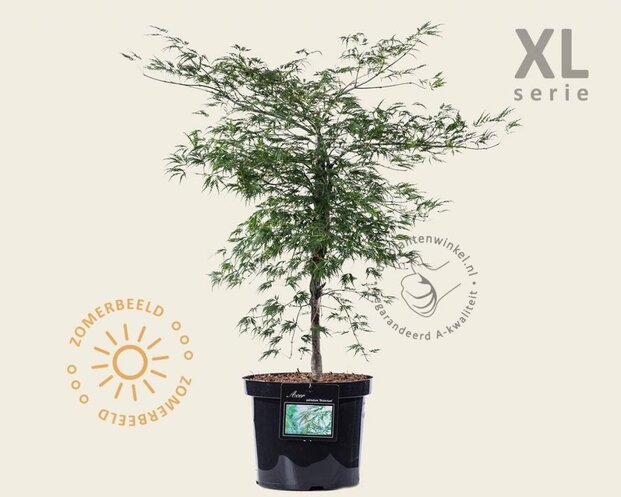 Acer palmatum 'Dissectum' - XL