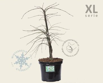 Acer palmatum 'Dissectum' - XL