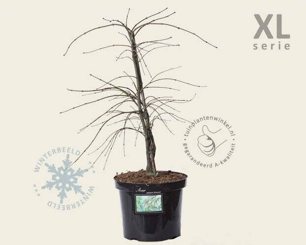 Acer palmatum 'Dissectum' - XL