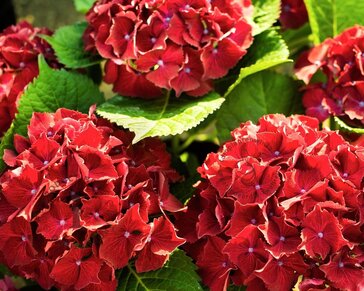 Hydrangea macrophylla 'Rood' - XL