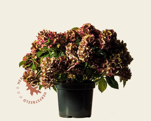 Hydrangea macrophylla 'Rood' - XL