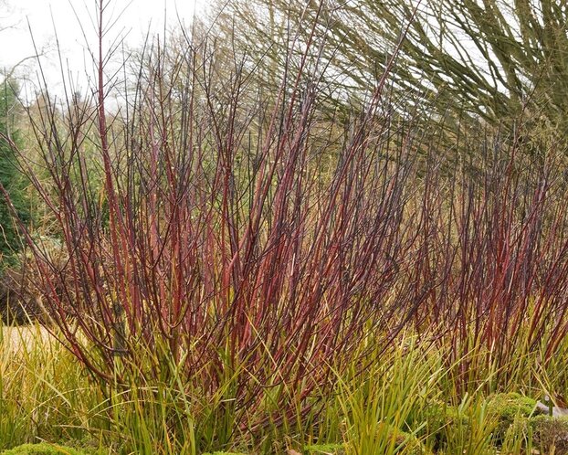 Cornus alba 'Kesselringii' - XL