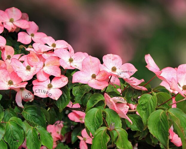 Cornus kousa 'Satomi' - XL