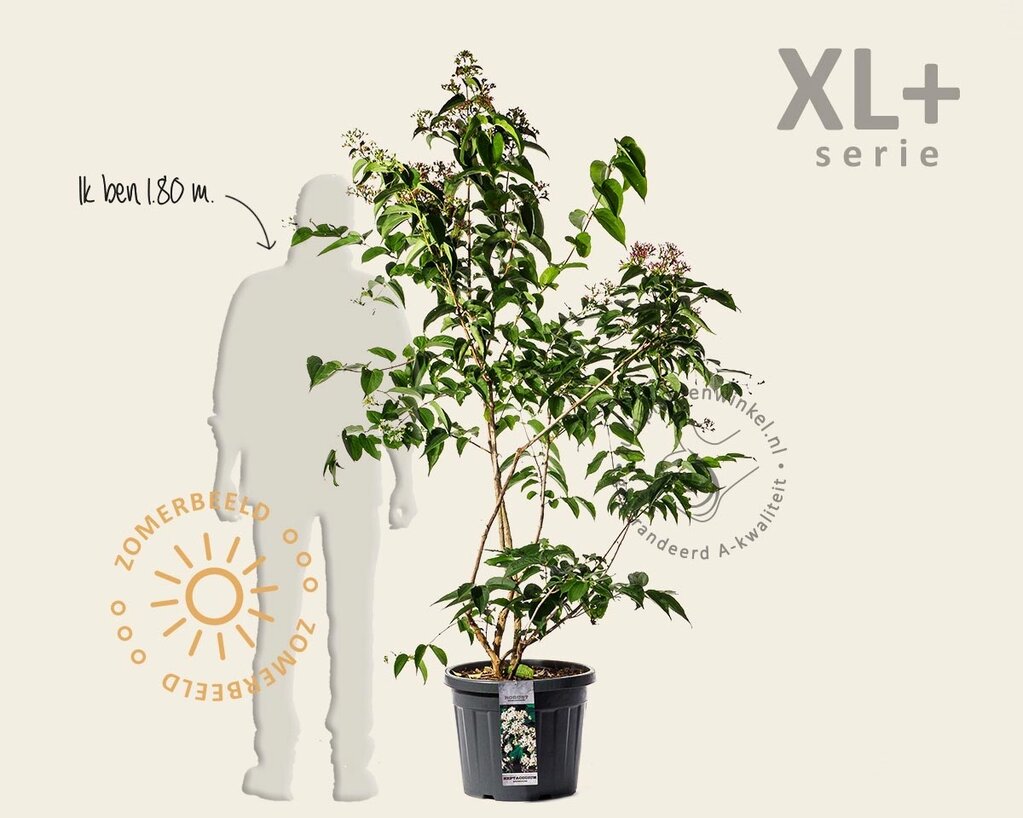 Heptacodium miconioides - XL+