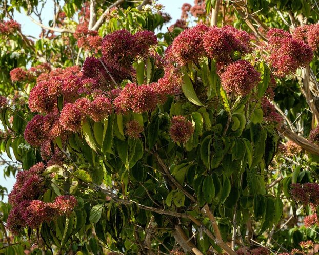 Heptacodium miconioides - XL+