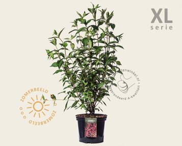 Weigela 'Bristol Ruby' - XL image