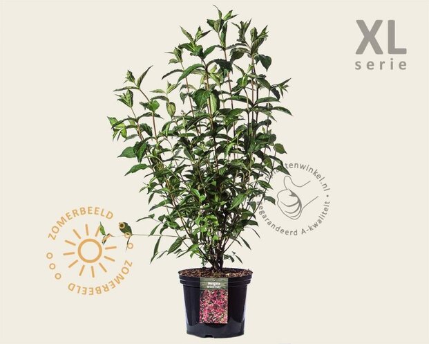 Weigela 'Bristol Ruby' - XL