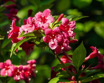Weigela 'Bristol Ruby' - XL