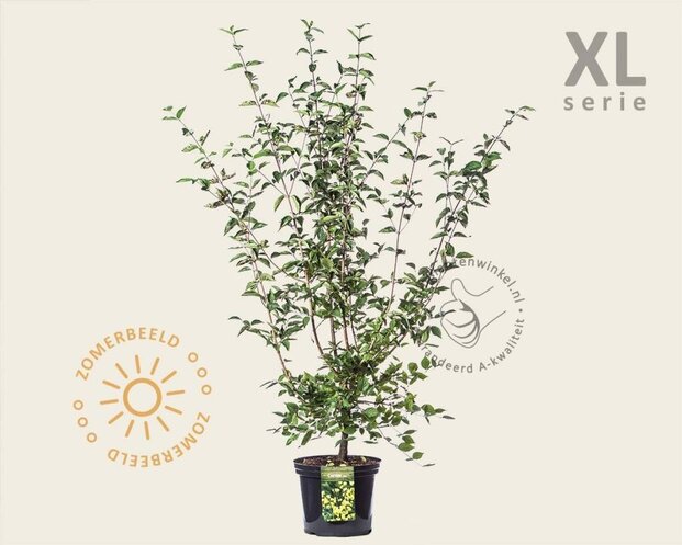 Cornus mas - XL