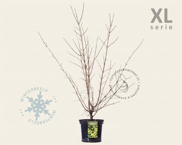 Cornus mas - XL