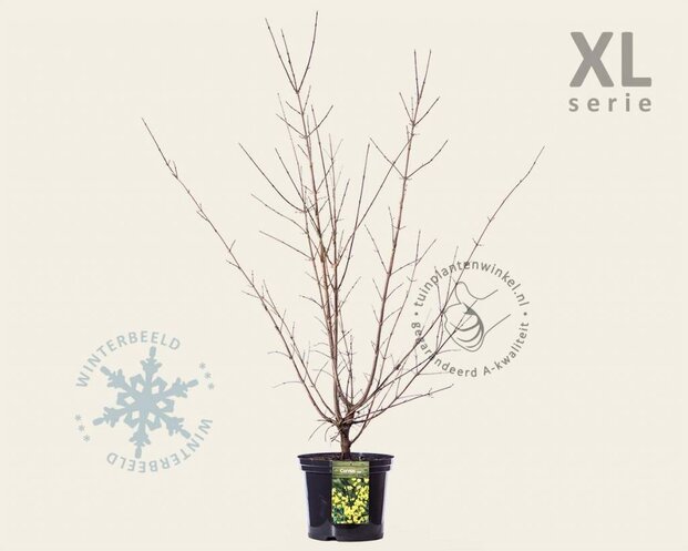 Cornus mas - XL