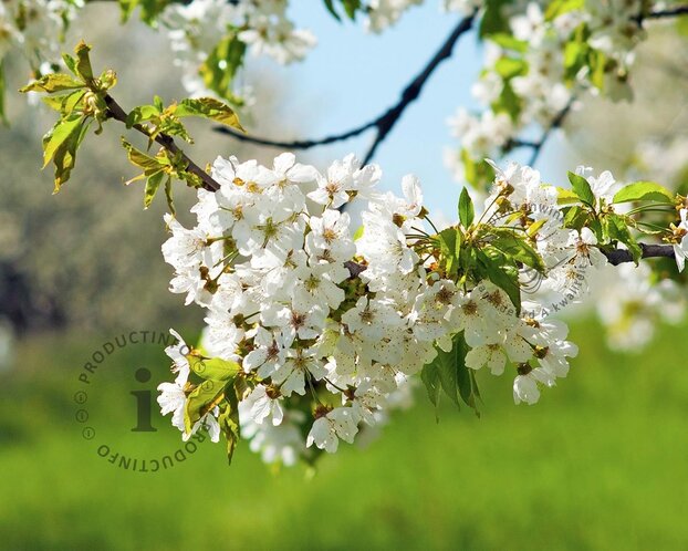 Prunus cerasus 'Morellenfeuer' - laagstam