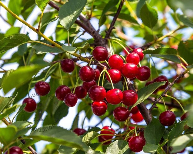 Prunus cerasus 'Morellenfeuer' - laagstam