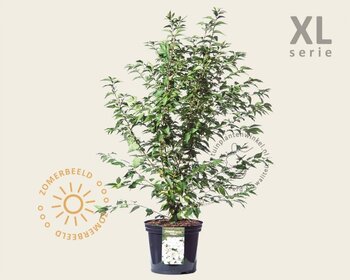 Prunus nipponica 'Brillant' - XL