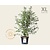 Prunus nipponica 'Brillant' - XL