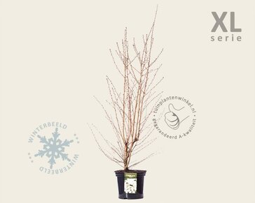 Prunus nipponica 'Brillant' - XL