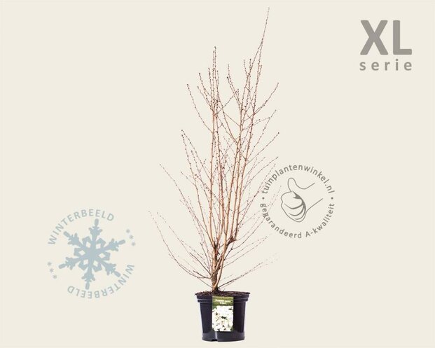 Prunus nipponica 'Brillant' - XL