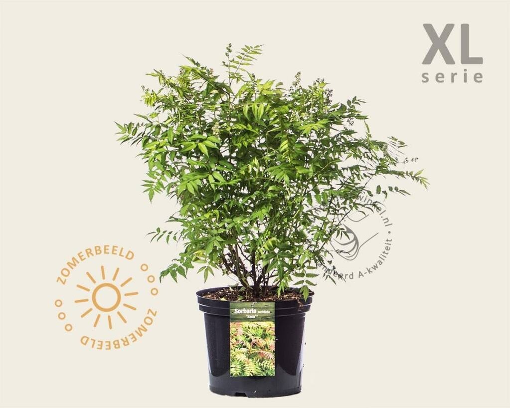 Sorbaria sorbifolia 'Sem' - XL