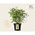 Sorbaria sorbifolia 'Sem' - XL