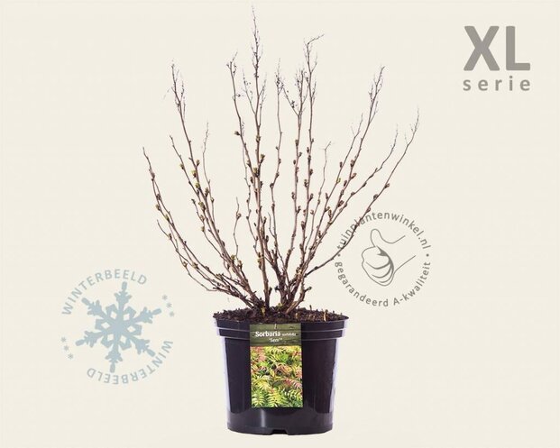 Sorbaria sorbifolia 'Sem' - XL
