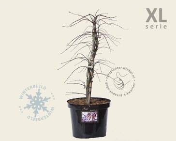 Acer palmatum 'Garnet' - XL
