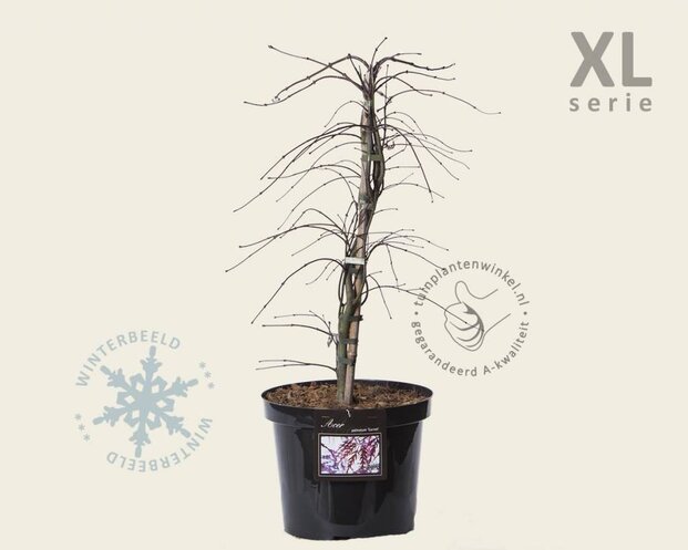 Acer palmatum 'Garnet' - XL