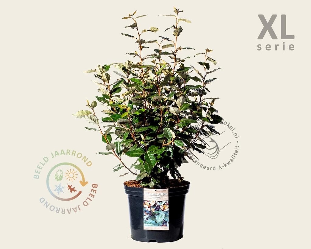 Elaeagnus ebbingei 'Compacta' - XL