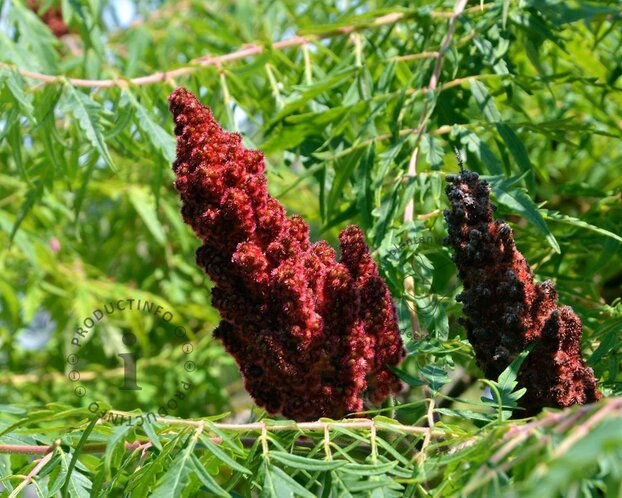 Rhus glabra 'Laciniata' - XL