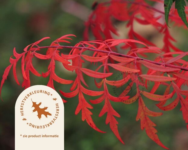 Rhus glabra 'Laciniata' - XL