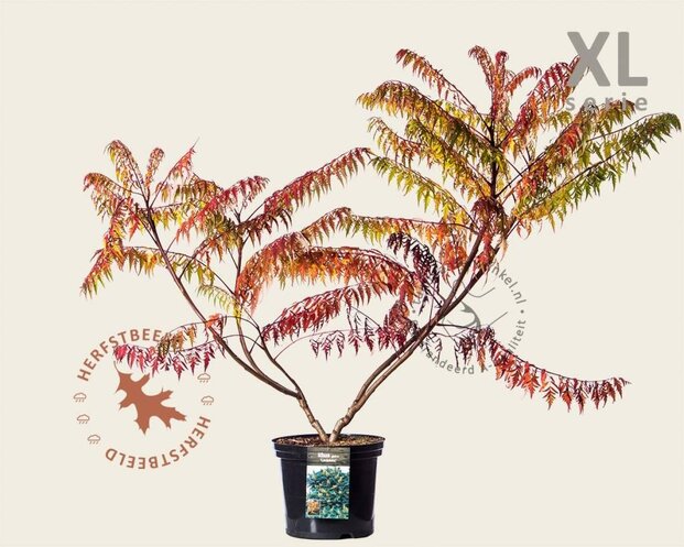 Rhus glabra 'Laciniata' - XL