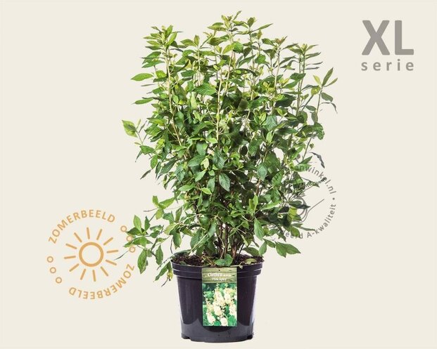 Clethra alnifolia 'Pink Spire' - XL