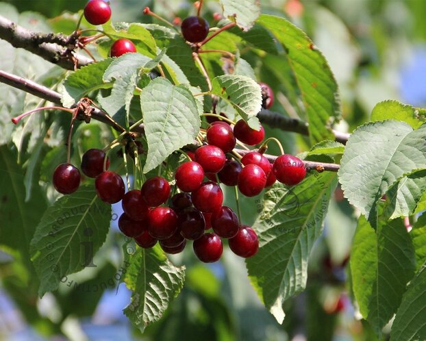 Prunus avium 'Sunburst' - laagstam