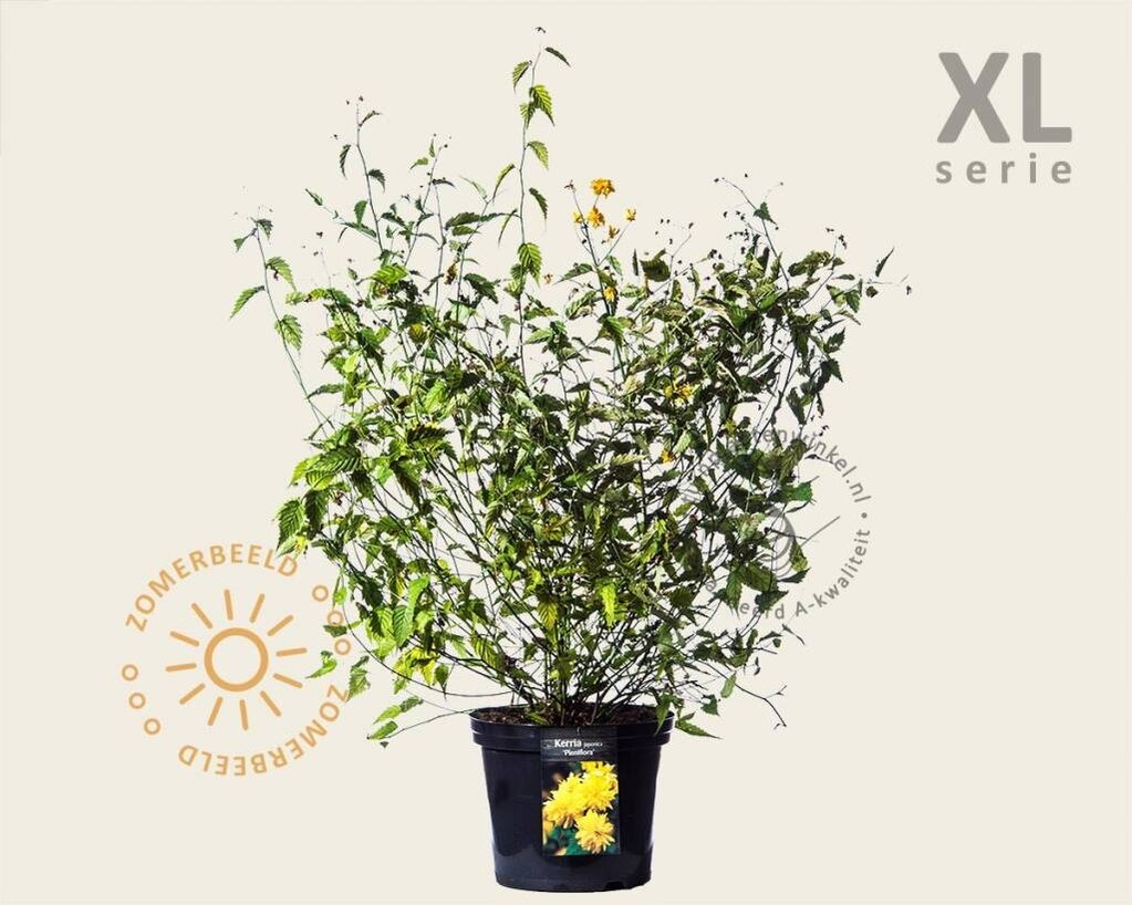 Kerria japonica 'Pleniflora' - XL
