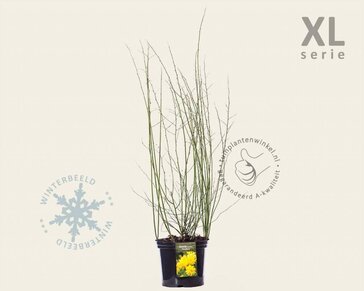 Kerria japonica 'Pleniflora' - XL