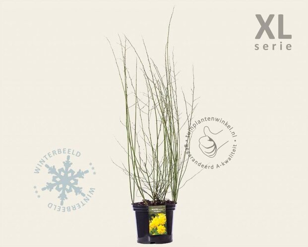 Kerria japonica 'Pleniflora' - XL