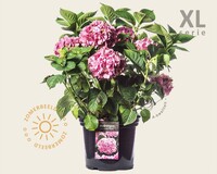 Hydrangea macrophylla 'Roze' - XL